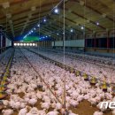 화석 양계장 이미지