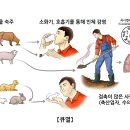 큐열Q Fever감염성 질환 이미지