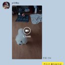 형곡동물병원 | 구미동물병원 형곡동물병원 강아지 중성화 수술, 강아지 스케일링 후기