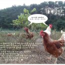 심다누팜 이미지