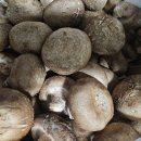 산촌오리 | 평창 단체 방문으로 다녀온 산촌식당, 오리주물럭 제대로 먹고 온 후기