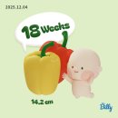 유림중기 | 임신 중기 18주~21주차 배크기 첫 태동 입덧약 끊기