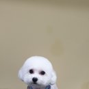 송하동물병원 이미지