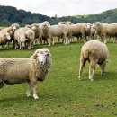 동은목장 이미지