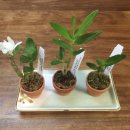 마이프렌드팬션 이미지