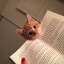 개조은날 이미지