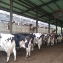 신기목장 이미지