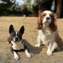 피스테일 이미지