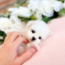 동두천-045 | 동두천강아지분양 포천 방문한 이야기