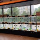 도그마루 강아지 고양이 분양 여주·원주점 | '원주강아지분양 분양시 건강보장기간 연장되는 도그마루 강아지 고양이 분양 여주원주점