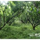 금호다원