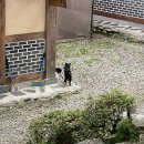 금당한옥펜션 | 평창군 금당한옥펜션 나만 알고싶은 펜션!!