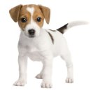 꽃보다강아지 이미지