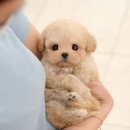 보성애견 이미지