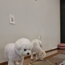 애견친구 | 송도에서 믿고 맡길 수 있는 24시간 상주 애견호텔·유치원, 요미와친구들 후기