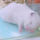 햄동대장 이미지