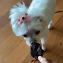 쿤이네 간식 이미지