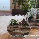 나만의세상 테라리움 만들기 이미지