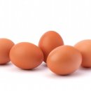 청담고양이 이미지