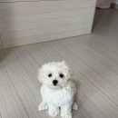 스타일 퍼피 | 퍼피플라워 미니말티푸 분양부터 1년 성장 기록, 입양 후기