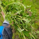 천심농장 이미지
