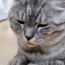 (주)고양이스튜디오 이미지