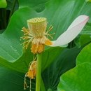 향토약국 이미지