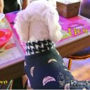 박여진애견미용실 이미지