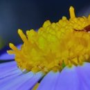 양철지붕위의고양이 | 유리동물원. 성과 환상. 타락과 구원의 주제를 안고 고민한 테네시 윌리엄스Tennessee Williams