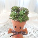 반려식물 다육토분 이미지