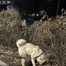 홍사부양꼬치 네이버블로그
