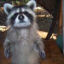 신페이