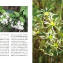 [신간]한국 식물 생태 보감_김종원(계명대 교수)_자연과 생태 이미지