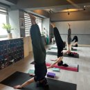 아쉬탕가 요가 | 노원구요가 아쉬탕가J요가 후기 🧘‍♀️ 하타집중반에서 몸과 마음이 달라졌어요!