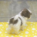 야옹아 멍멍해봐 대흥점 이미지