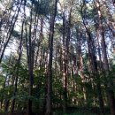 일본잎갈나무(낙엽송), 일본잎갈나무(낙엽송) 효능, 일본잎갈나무(낙엽송) 꽃말 &#34;대담&#34;