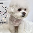 깔꼼 애견미용실 이미지
