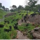 산지흑염소 이미지