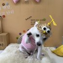 보람애견미용 이미지