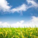 머니트리국립식량과학원 | 🌾여름철 벼농사, 병해 걱정 뚝! 🌧️