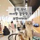 아이러브 캣 | 울산 아이랑 가볼만한 넓고 쾌적한 고양이카페 루이캣
