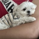 보니또펫 이미지