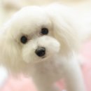 루이동물미용 이미지