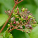 나무와나무 이미지