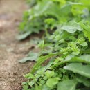 자비농장 이미지