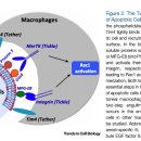 Re:Efferocytosis at the Interface of Homeostasis and Pathology - 김인산 경북의대교수 이미지