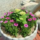 꽃밭교회 이미지