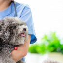 일산 클래식 동물병원 이미지