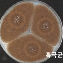 누룩과알콜 이미지