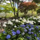 여주-0003 | 여름 정원 여행 '화담숲, 하담정, 하미앙, 문가든'